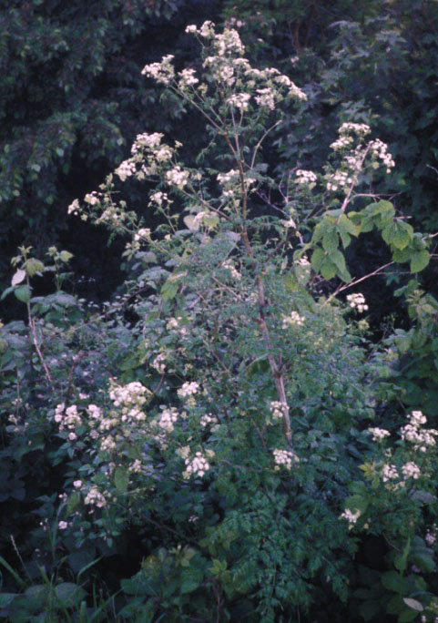 Poison Hemlock