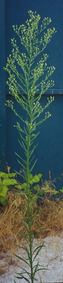 Horseweed