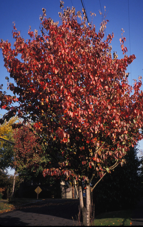 Pillar <i>or</i> Largeleaf Crab-Apple; <i>Malus Tschonoskii</i>