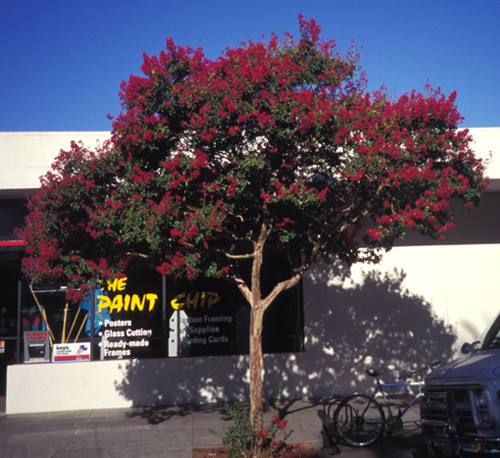 Crape Myrtle; <i>Lagerstrœmia indica</i>