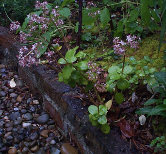 Crassula multicava