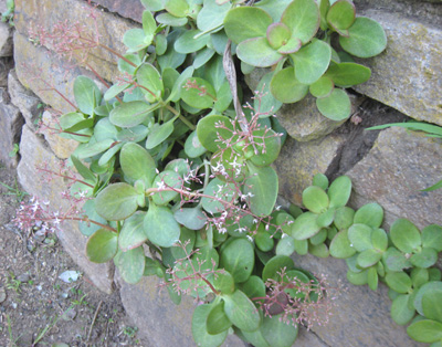 Crassula multicava