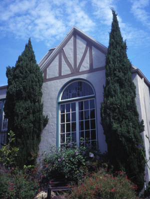 Italian Cypress; <i>Cupressus sempervirens</i>