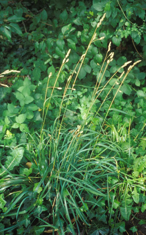 Orchard Grass