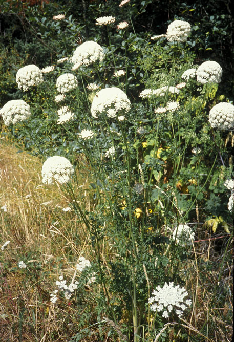 Queen Anne's Lace