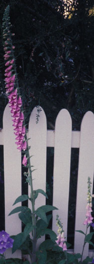 Foxglove flowers