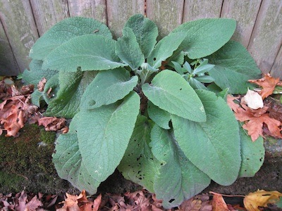 Foxglove leaves