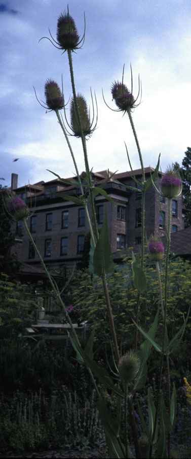 Teasel