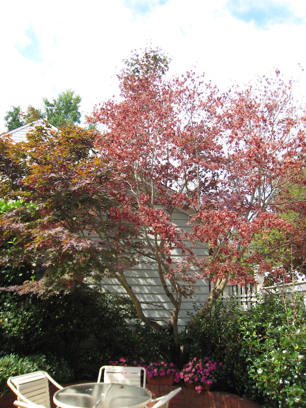 Japanese Maple dying from verticillium wilt.