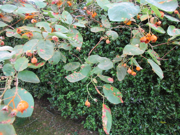 Rust damage on a Serviceberry tree