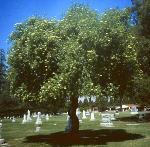 Blue Elder; <i>Sambucus cerulea</i>