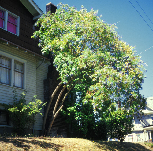 Blue Elder; <i>Sambucus cerulea</i>