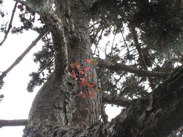 A Viburnum wild high in a pine tree.