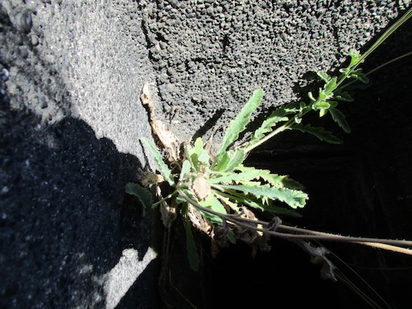 Atlas Poppy inside a rooftop chimney