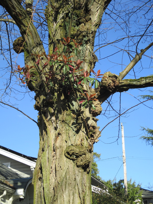 Photinia shrub in a black locust tree