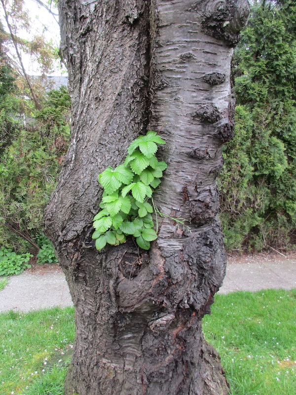 Strawberry and Annual Bluegrass in a cherry tree.