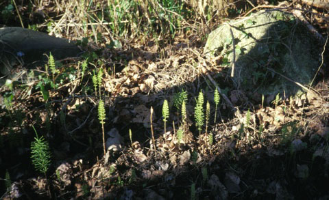 Horsetail