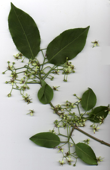 Euonymus Hamiltonianus