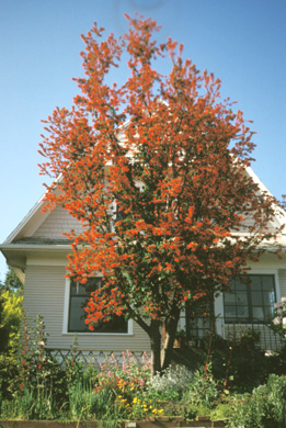 Fire Tree photo