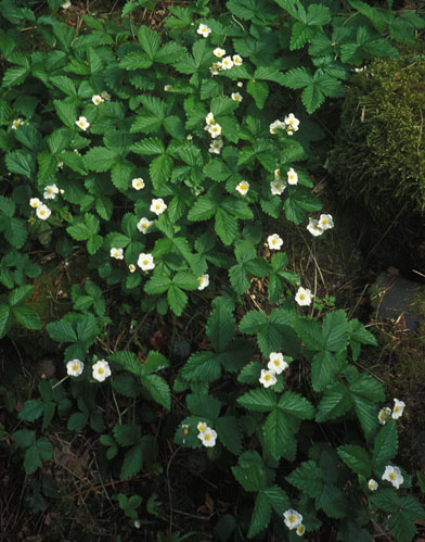 Fragaria vesca