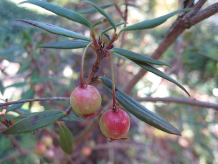 slender-leaf Chilean guava berries