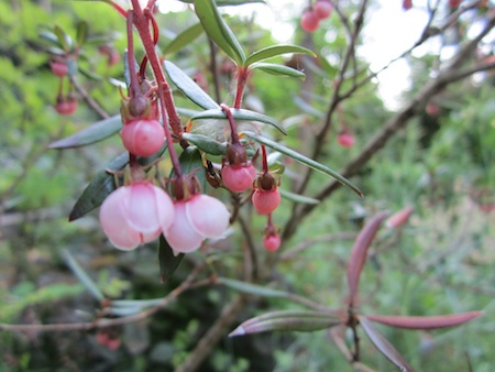 slender-leaf Chilean guava flowers