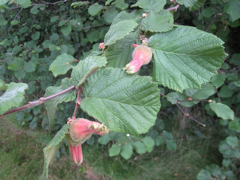 hazelnuts