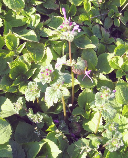 Henbit Dead-Nettle