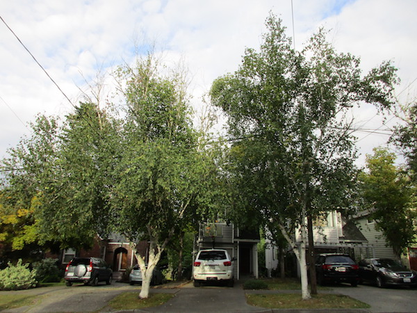 Bronze Birch Borer killing tops of Birch trees.