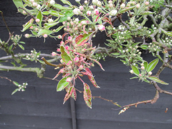 Leaf Blister Mite damage on a Pear tree.