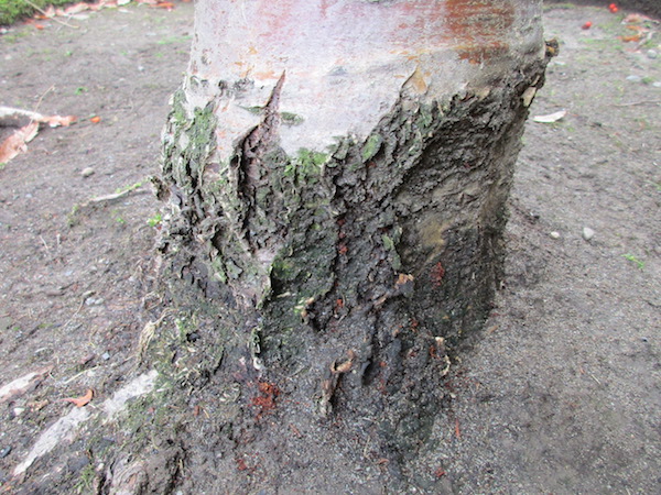 Cherry Bark Tortrix frass at base of a Mountain Ash trunk.