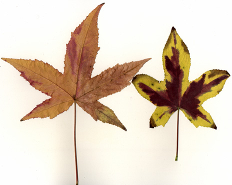 sweetgum scan