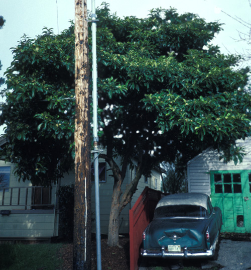 Loquat; <i>Eriobotrya japonica</i>