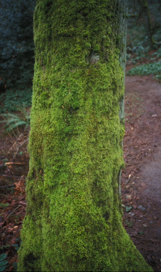 Mossy trunk