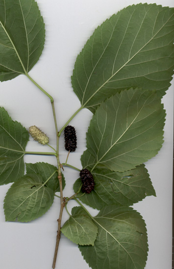 Illinois Everbearing mulberry