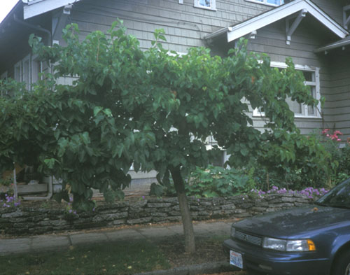 Black Mulberry-Tree; <i>Morus nigra</i>