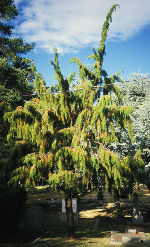 Needle <i>or</i> Temple Juniper; <i>Juniperus rigida</i>