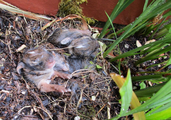 Wet baby rabbiits by Crocrosmia clump