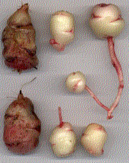 Oxalis tuber scan