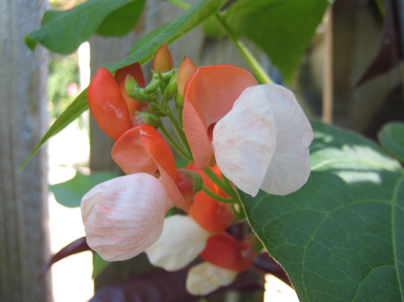 'Painted Lady' Scarlet Runner Bean photo