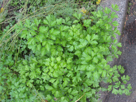 Parsley photo