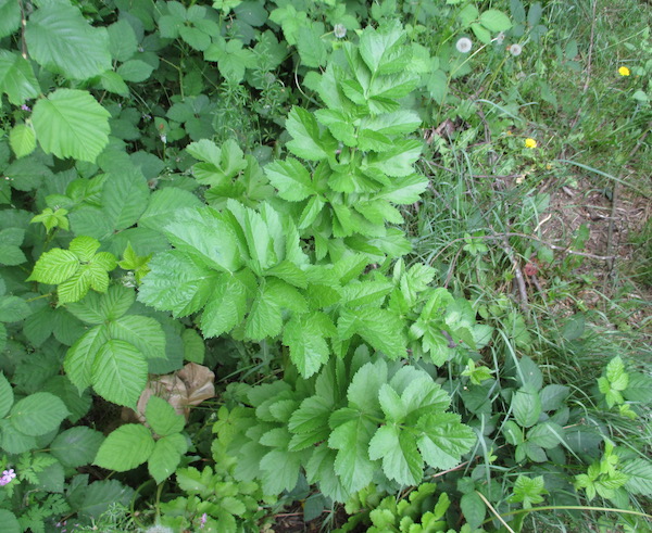 a wild parsnip in mid-May