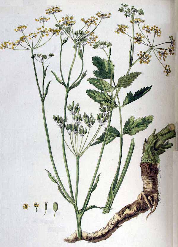 drawing from <i>Flora Batava</i> (1828)