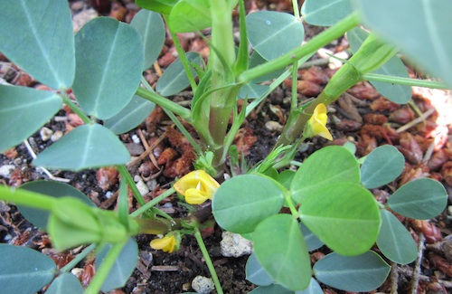 Peanut flowers, July 24th