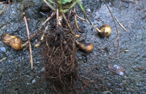 Peanut yield, November 17th