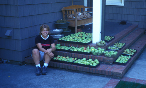 Reed pear harvest August 29 2001