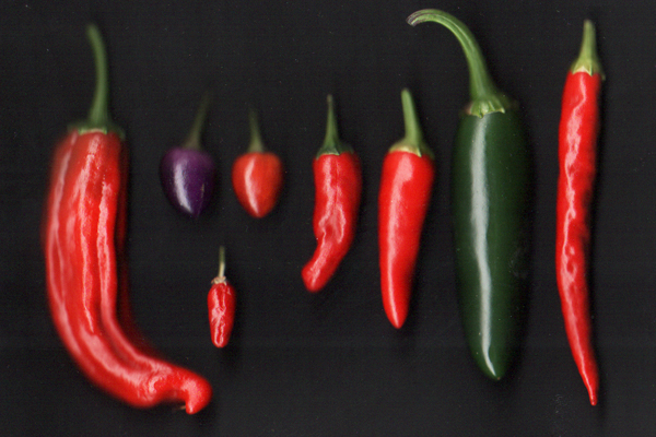 Peppers grown in Seattle