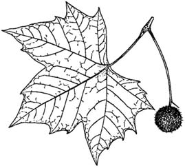 planetree illustration