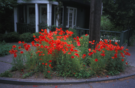 Corn Poppies where once there was lawn . . .