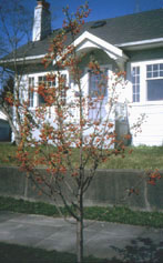 Malus Red Jewel photo